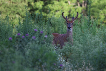White tail deer in the field