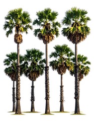 Obraz premium Tall palm trees against white