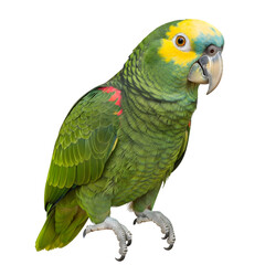 A vibrant close-up of a Yellow-crowned Amazon parrot, showcasing its colorful plumage and sharp beak.