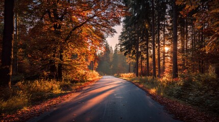 Obraz premium Road in autumn forest at sunset.