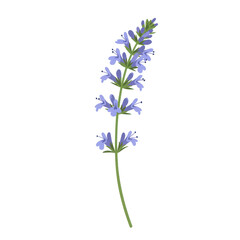 Naklejka premium Vibrant illustration of a single stemmed lavender herb isolated on white background
