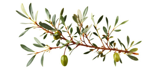 A Branch Of An Olive Tree With Green Leaves And Unripe Olives Isolated On A Transparent Background