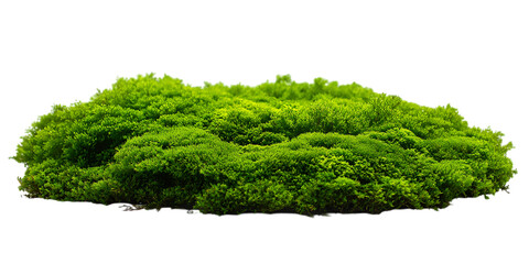 Lush green moss patch isolated on white background.