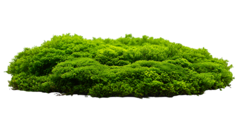 Lush green moss patch isolated on white background.