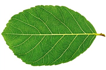 Obraz premium Close-up of a vibrant green leaf, oval shape, detailed venation