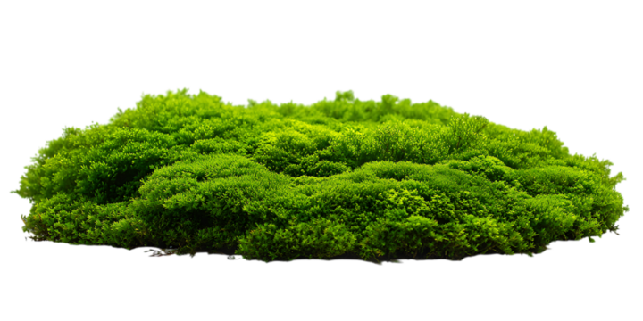 Lush green moss patch isolated on white background.