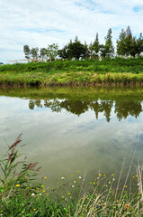 a garden reflected in the water