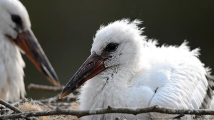 adorable baby stork fledgling in natural nest - Powered by Adobe