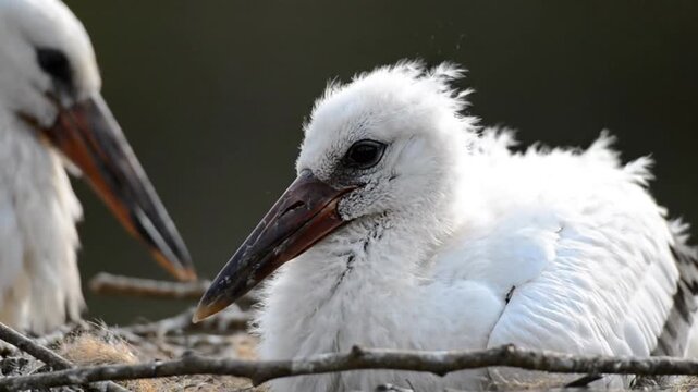 adorable baby stork fledgling in natural nest