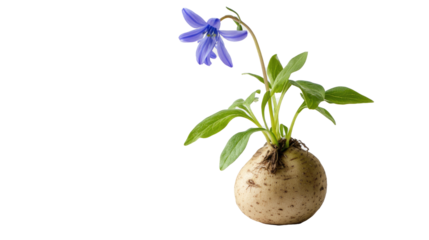 A bluebell grows from a giggling potato doing cartwheels, symbolizing joyful roots and playful bloom, on white background. - png