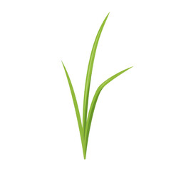 Vibrant green grass blades illustration, detailed closeup isolated on white background