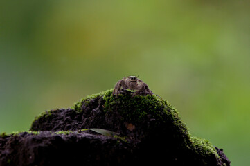 Hyllus on the ground