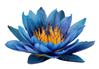 Vibrant blue lotus flower