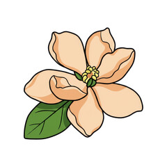 Delicate peach-colored flower with vibrant green leaf isolated on white background