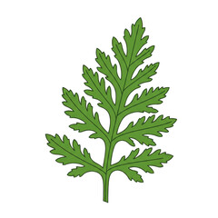 Naklejka premium Detailed green leaf with serrated edges and central stem, botanical illustration isolated on white background