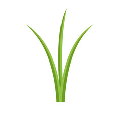 Simple green blades of grass rising upwards in a vector illustration isolated on white background