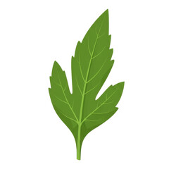 Naklejka premium Stylized green leaf with prominent veins and serrated edges on transparent background isolated on white background