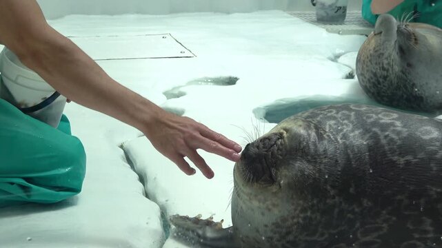 The Ringed seal, Pusa hispida, being fed fish on ice. 4K