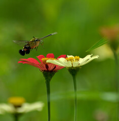 hummingbird moth on flower