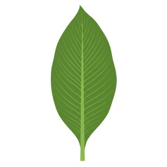 Obraz premium Single canna lily leaf detailed illustration isolated on white background