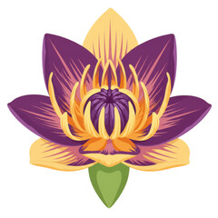 Vibrant illustration of a detailed water lily blossom isolated on white background