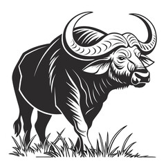 Fototapeta premium silhouette of a buffalo with large horns and a hump