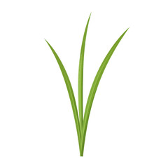 Obraz premium Three vivid green blades of grass, detailed illustration isolated on white background