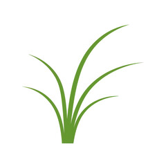 Fototapeta premium Simple green grass blades rising upward against a blank canvas isolated on white background