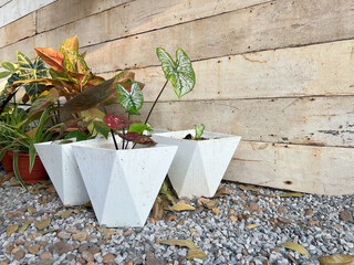 A garden scene with three white geometric planters on gravel, filled with colorful foliage like Caladiums, against a rustic wooden wall with extra potted plants nearby.