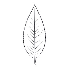 Obraz premium Detailed outline of a simple leaf with veins and jagged edges isolated on white background