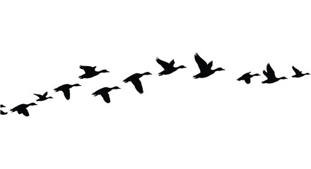 A flock of silhouetted birds in flight against a plain white backdrop