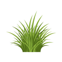 Lush green grass illustration with detailed blades and shadows isolated on white background