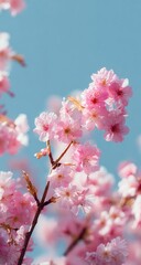 Delicate pink blossoms against a pale sky