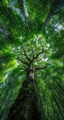 Obraz premium Lush green forest canopy, towering tree