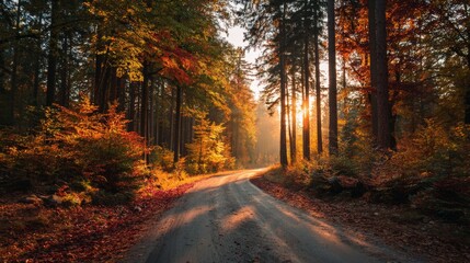 Fototapeta premium Road in autumn forest at sunset.