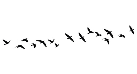 A flock of birds in flight against a stark white background