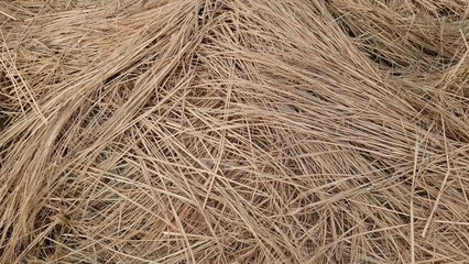 A close-up view of dry rice straw laid in random layers, showing the rough texture and golden-brown color of harvested paddy remains.  
