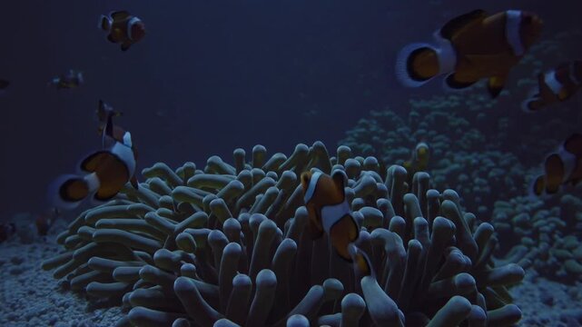 Colorful school of ocellaris clownfish gracefully swim around their sea anemone, creating a beautiful and symbiotic scene on the ocean floor