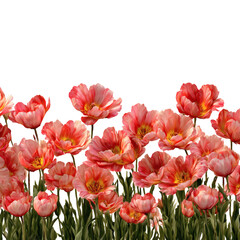 Fototapeta premium Vibrant coral pink double blooming tulips create a stunning floral border against a deep black background