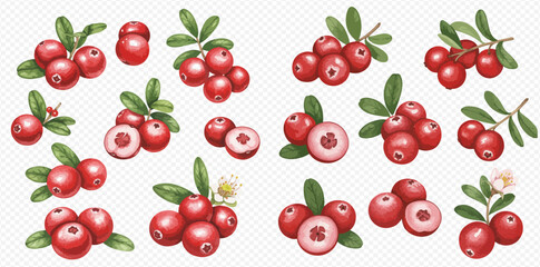 A collection of watercolor cranberry illustrations showing whole and sliced berries, clusters with leaves, and flowers, isolated on a transparent background.