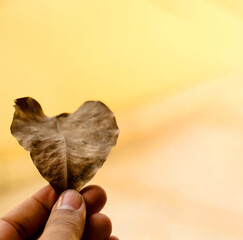 Close-Up of a Dry Brown Leaf on Light Surface