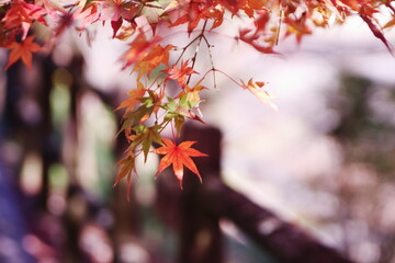 赤く染まった秋の紅葉
