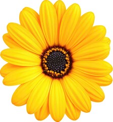 Bright yellow flower, centered, detailed petals, dark center