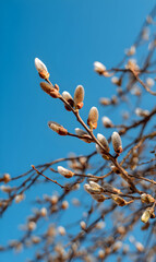 Delicate willow branches with soft buds against vibrant blue sky symbolizes spring awakening and fresh growth representing seasonal transition nature beauty botanical detail and