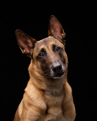 A studio portrait of a Malinois taken from slight side, showing curious posture with ears perked forward.