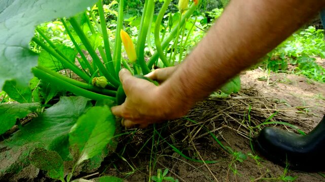 Close up of very large zucchini being harvested while growing plant in sandy soil in organic vegetable garden