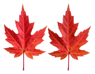 Two vibrant red maple leaves against a black background