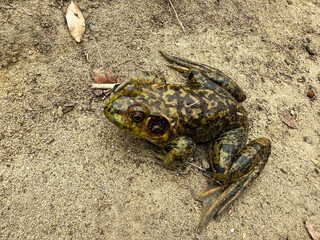 North American bullfrog with mottled green and brown skin resting on sandy ground with dry leaves and twigs in natural outdoor habitat