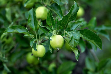Several green apples cluster on leafy branch, lit by soft daylight, representing healthy organic produce developing through summer in home orchard