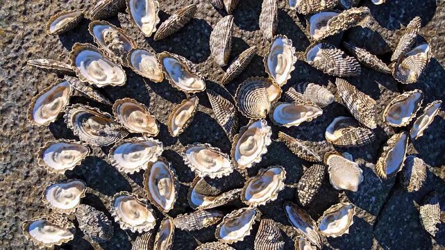 Many discarded limpet seashells strewn about a rugged, textured rock formation, bathed in sunlight that casts striking shadows, accentuating the intricate patterns and textures of the shells